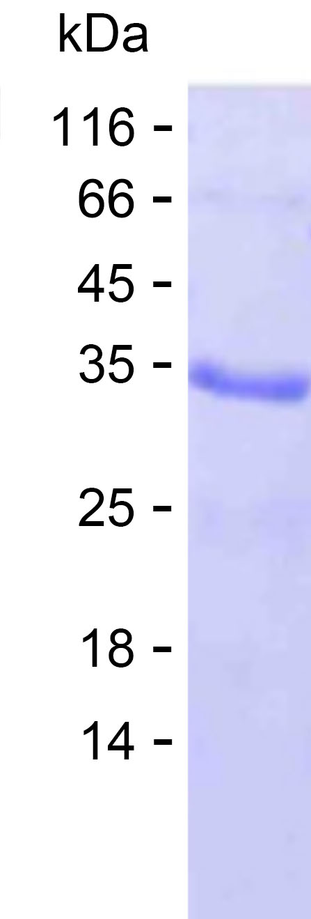 Recombinant Human NFIL3 Protein(C-His)