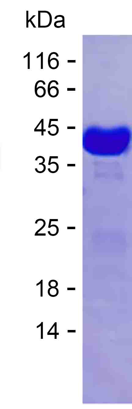 Recombinant Human PDIA3 Protein(N-mSUMO & C-His)