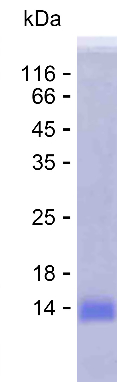 Recombinant Human VWA3A Protein(C-His)