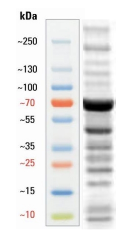 Rabbit anti-L-Lactyl Lysine Polyclonal Antibody