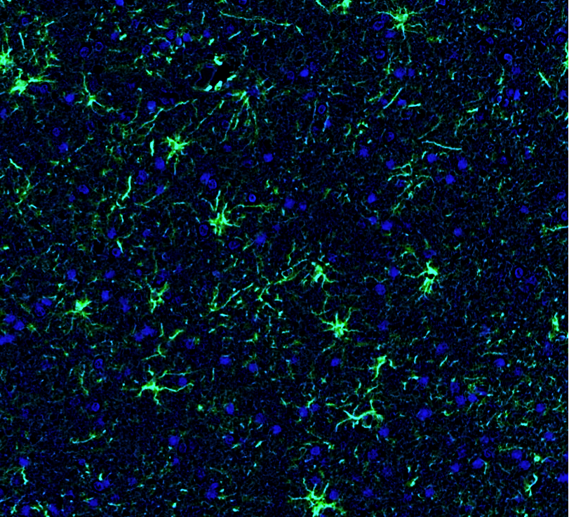 Goat anti-GFAP Polyclonal Antibody