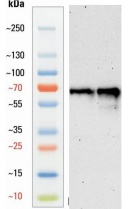Goat anti-GAD65/GAD67 Polyclonal Antibody