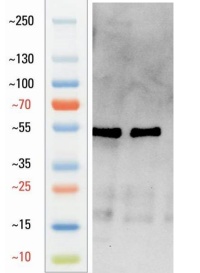 Goat anti-GFAP Polyclonal Antibody