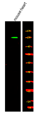 Rabbit anti-Phospho-Kinesin-like Protein KIF1C (Ser1092)Polyclonal Antibody