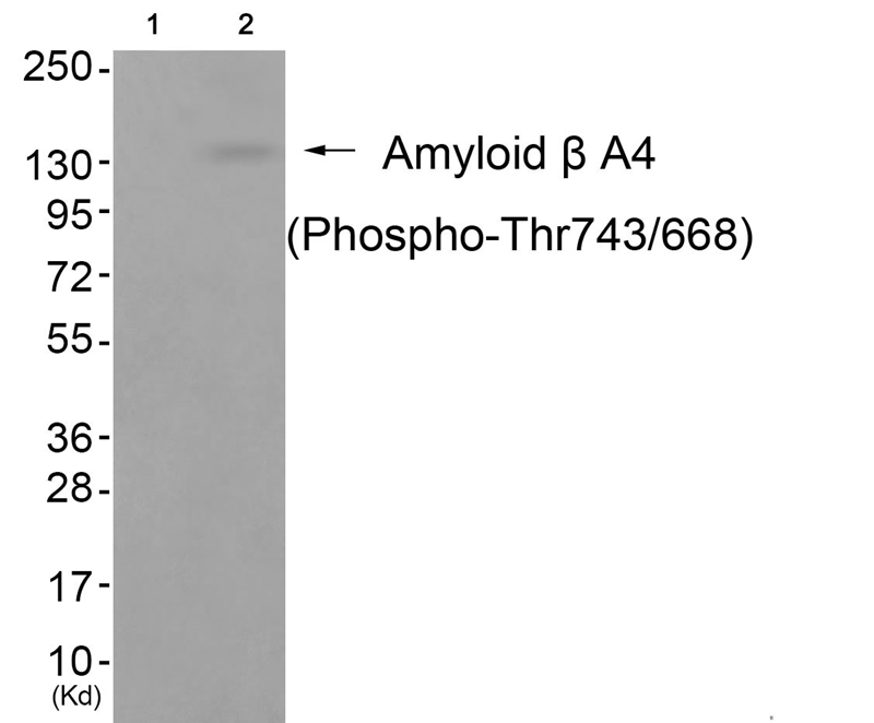 Rabbit anti-Phospho-Amyloid β A4 (Thr743/668)Polyclonal Antibody