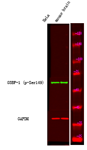 Rabbit anti-Phospho-G3BP-1 (Ser149)Polyclonal Antibody