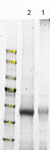Rabbit anti-Phospho-NDR1/2 (Thr444/442)Polyclonal Antibody