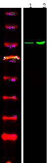 Rabbit anti-Phospho-Androgen Receptor (Tyr267)Polyclonal Antibody