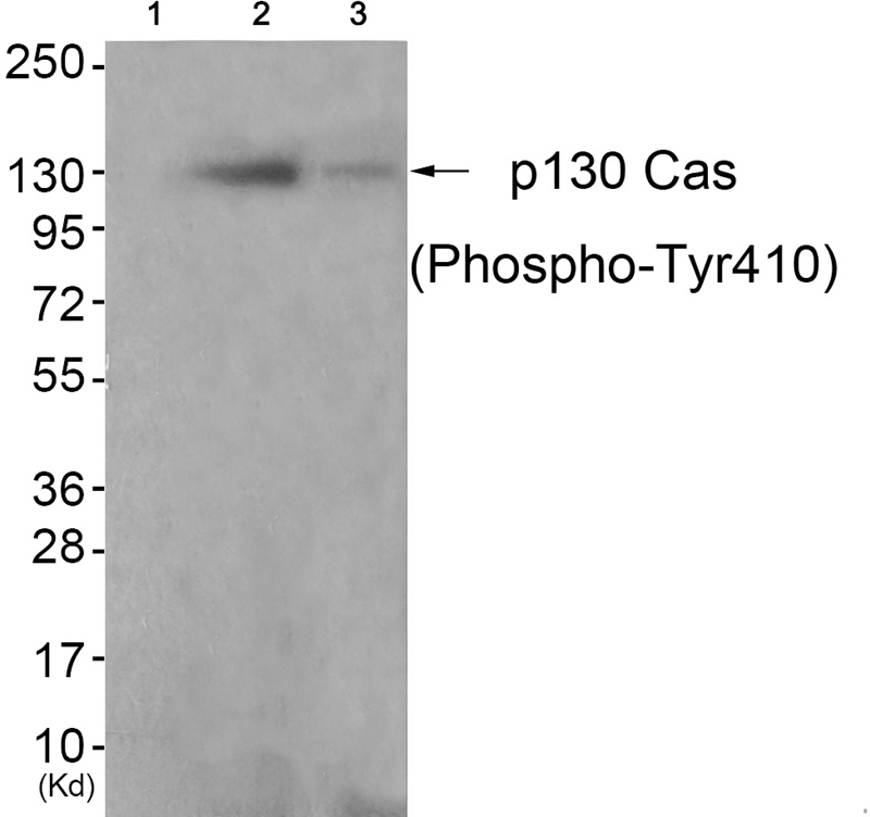 Rabbit anti-Phospho-p130 Cas (Tyr410)Polyclonal Antibody