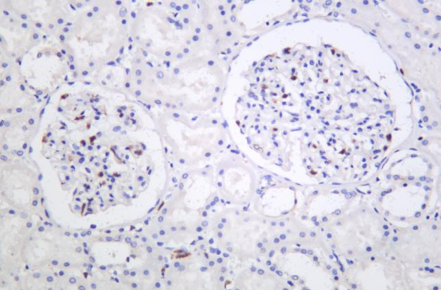 Rabbit anti-Phospho-SIRT1(T530) Monoclonal Antibody