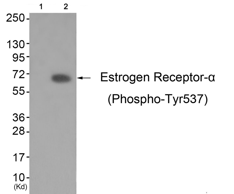 Rabbit anti-Phospho-Estrogen Receptor-α (Tyr537)Polyclonal Antibody