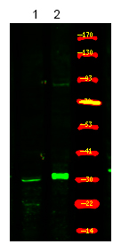 Rabbit anti-Phospho-XPA (Ser196)Polyclonal Antibody