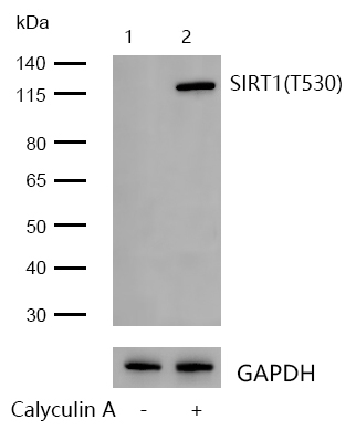 Rabbit anti-Phospho-SIRT1(T530) Monoclonal Antibody