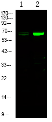 Rabbit anti-Phospho-EPHA1 (Tyr781)Polyclonal Antibody