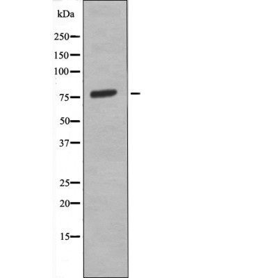 Rabbit anti-Phospho-eIF2B-ε (Ser525)Polyclonal Antibody