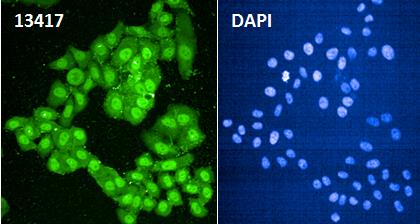 Rabbit anti-Phospho-SIRT1(T530) Monoclonal Antibody