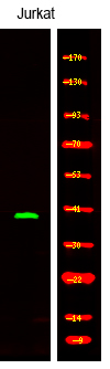 Rabbit anti-Phospho-CD150 (Tyr327)Polyclonal Antibody