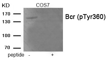 Rabbit anti-Phospho-Bcr (Tyr360)Polyclonal Antibody