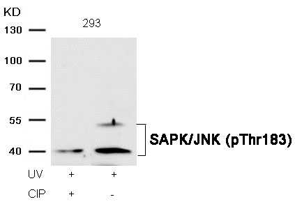 Rabbit anti-Phospho-SAPK/JNK(Thr183)Polyclonal Antibody
