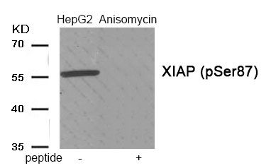 Rabbit anti-Phospho-XIAP (Ser87)Polyclonal Antibody
