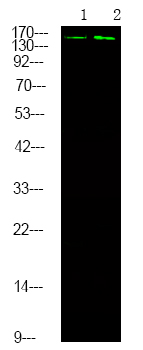 Rabbit anti-Phospho-DAPK1 (Ser289)Polyclonal Antibody