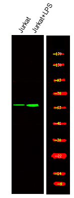 Rabbit anti-Phospho-TRF2 (Thr188)Polyclonal Antibody
