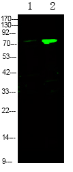 Rabbit anti-Phospho-FKHRL1 (Ser644)Polyclonal Antibody