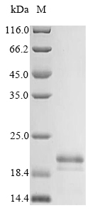 Recombinant Bovine Viral Diarrhea Virus Genome Polyprotein Protein (N-terminal 6xHis)