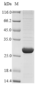 Recombinant Bovine Viral Diarrhea Virus Genome Polyprotein Protein (N-terminal 10xHis)