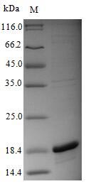 Recombinant Influenza A Virus PA Protein (N-terminal 6xHis)