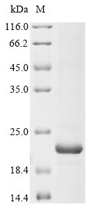 Recombinant Human SCN1A Protein (N-terminal 6xHis)