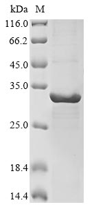 Recombinant Human PIK3CG Protein (N-terminal 10xHis and C-terminal Myc)
