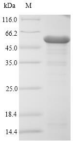 Recombinant Escherichia Coli O157:h7 OMPC Protein (N-terminal 10xHis-SUMO and C-terminal Myc)