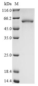 Recombinant Human LINGO1 Protein (N-terminal 6xHis)