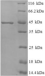 Recombinant Mycobacterium Tuberculosis MPT51 Protein (N-terminal 6xHis-SUMO)