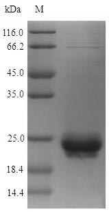 Recombinant Staphylococcus Aureus 30 kDa Neutral Phosphatase Protein (N-terminal 6xHis-SUMO)
