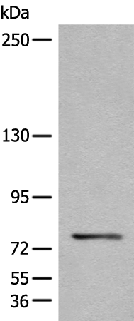 Rabbit anti-CTNNAL1 Polyclonal Antibody