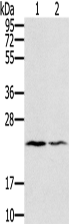 Rabbit anti-EDN2 Polyclonal Antibody