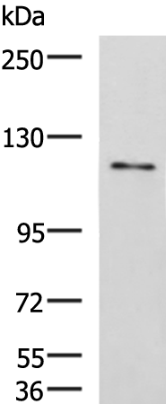 Rabbit anti-FNIP2 Polyclonal Antibody