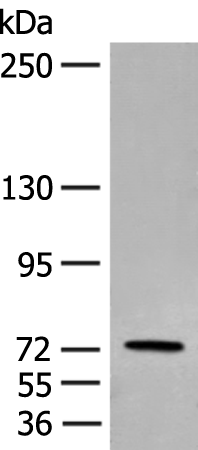 Rabbit anti-ESRP2 Polyclonal Antibody