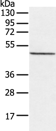 Rabbit anti-DIPK2B Polyclonal Antibody