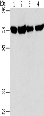 Rabbit anti-DEPDC1 Polyclonal Antibody