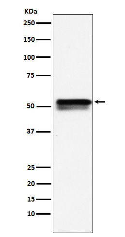 Rabbit anti-EGR2 Monoclonal Antibody