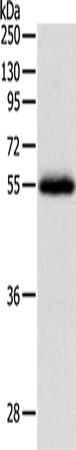 Rabbit anti-NPY1R Polyclonal Antibody