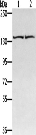Rabbit anti-RGS22 Polyclonal Antibody