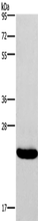 Rabbit anti-IFNA16 Polyclonal Antibody
