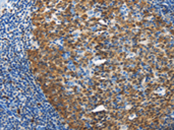 Rabbit anti-DCK Polyclonal Antibody