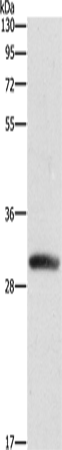 Rabbit anti-DCK Polyclonal Antibody