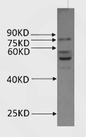 Rabbit anti-Os02g0626400 Polyclonal Antibody