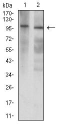 Mouse anti-GRIK3 Monoclonal Antibody